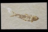 Bargain Fossil Fish (Knightia) - Wyoming #150566-1